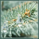 Perlas del Amor - Imagen 4