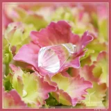 Perlas del Amor - Imagen 3